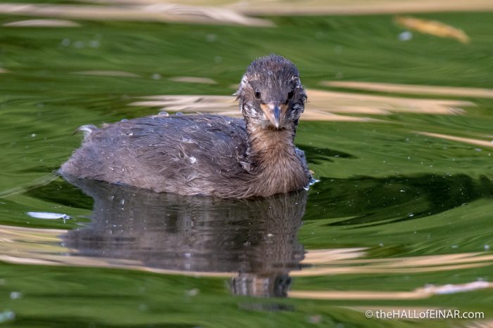 Little Grebe - The Hall of Einar - photograph (c) David Bailey (not the)