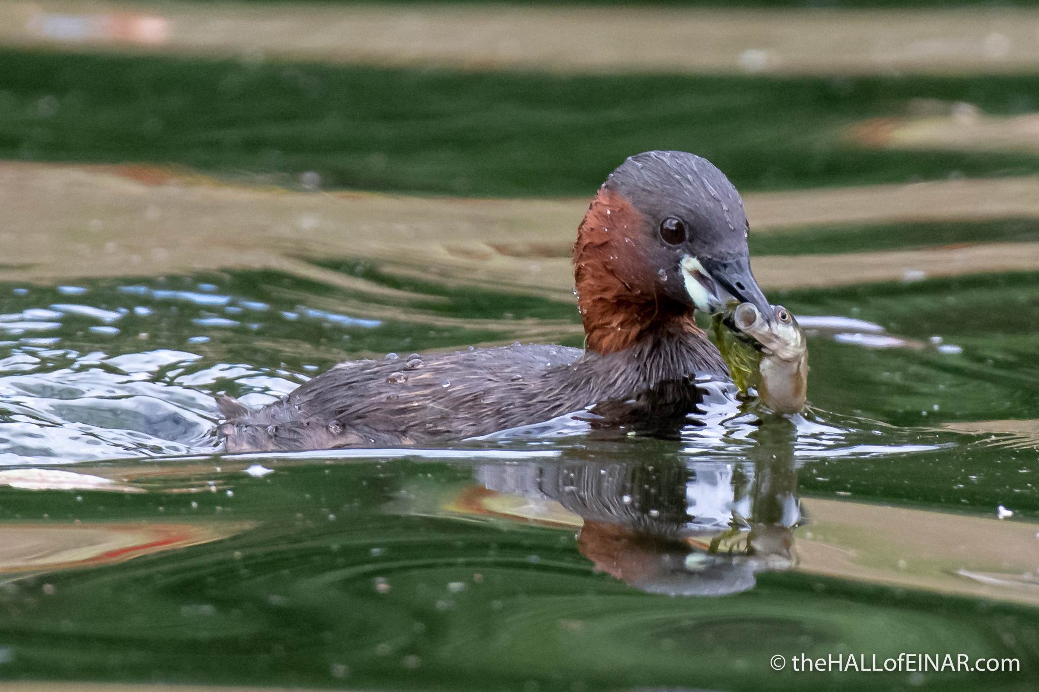 Little Grebe - The Hall of Einar - photograph (c) David Bailey (not the)