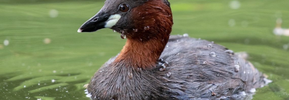 Little Grebe - The Hall of Einar - photograph (c) David Bailey (not the)