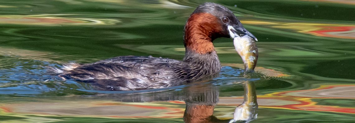 Little Grebe - The Regent's Park - The Hall of Einar - photograph (c) David Bailey (not the)