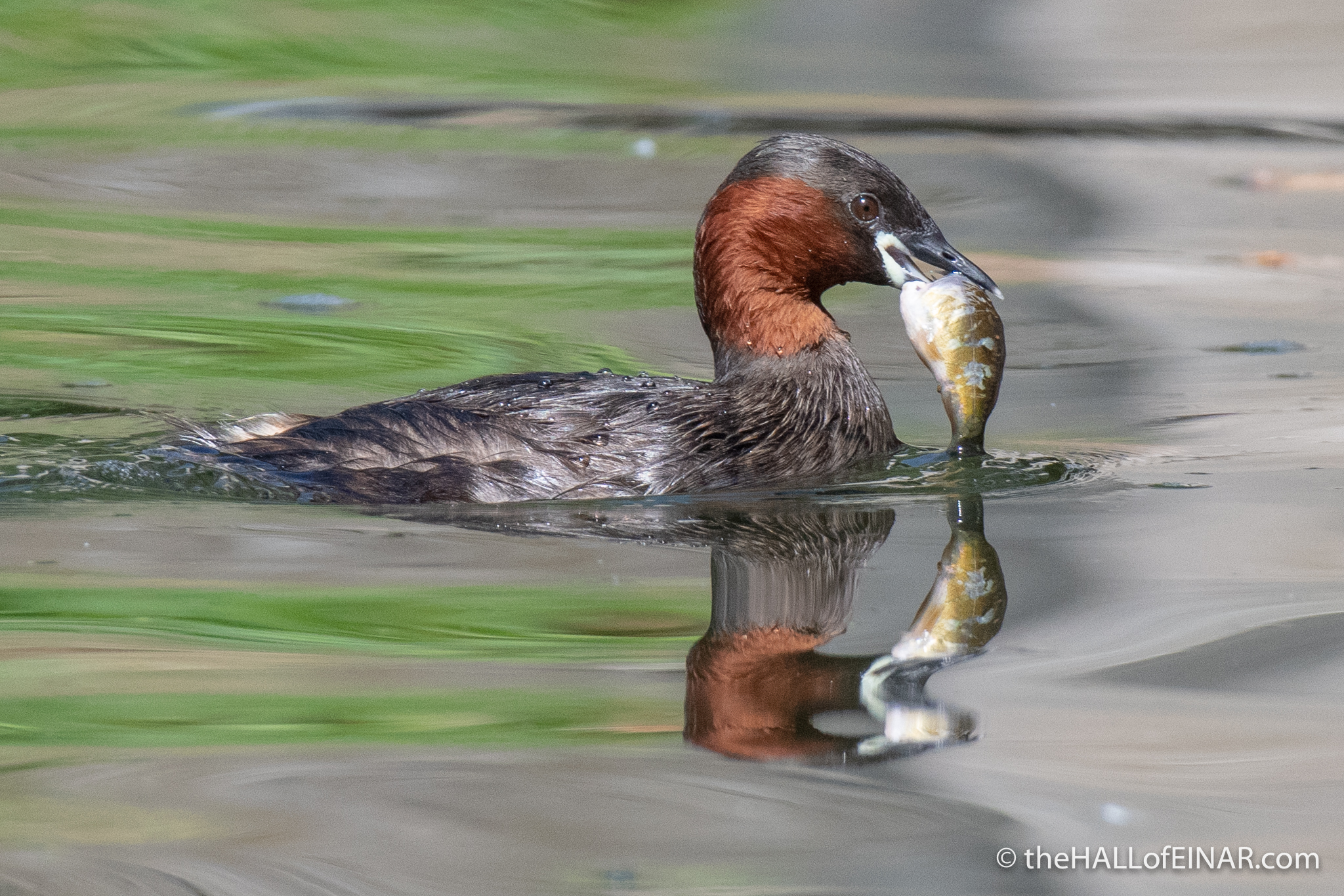 Little Grebe - The Regent's Park - The Hall of Einar - photograph (c) David Bailey (not the)