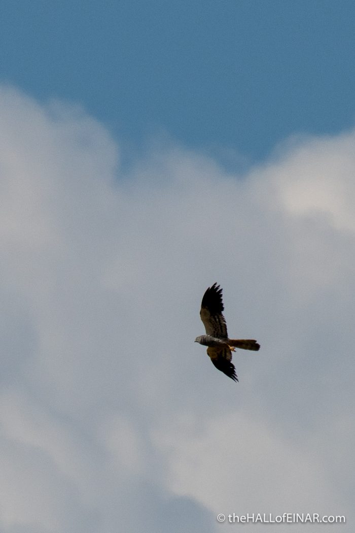 Montagu's Harrier - The Hall of Einar - photograph (c) David Bailey (not the)