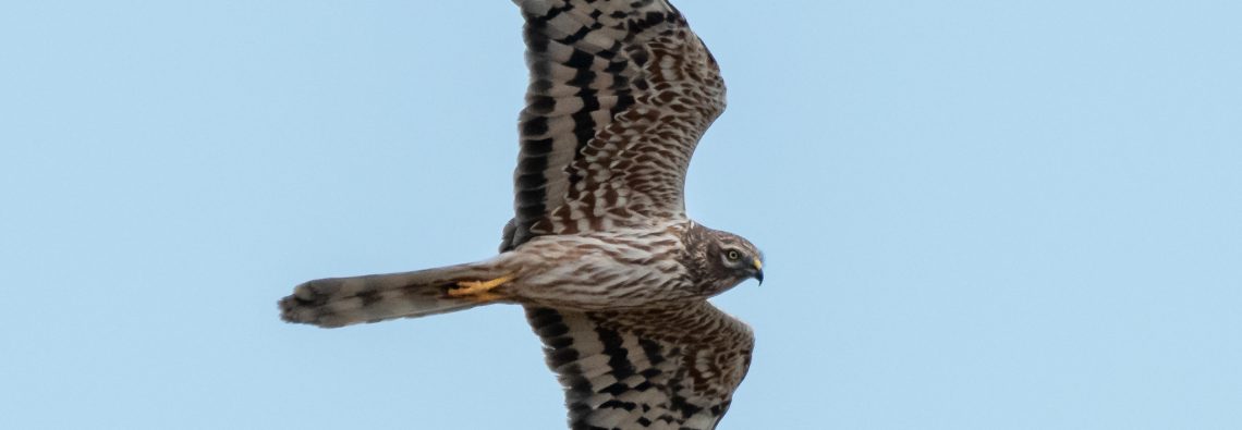 Montagu's Harrier - The Hall of Einar - photograph (c) David Bailey (not the)