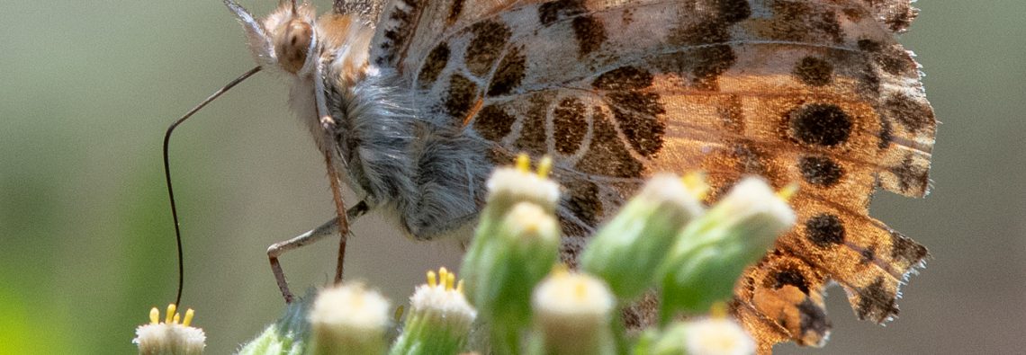 Painted Lady - The Hall of Einar - photograph (c) David Bailey (not the)