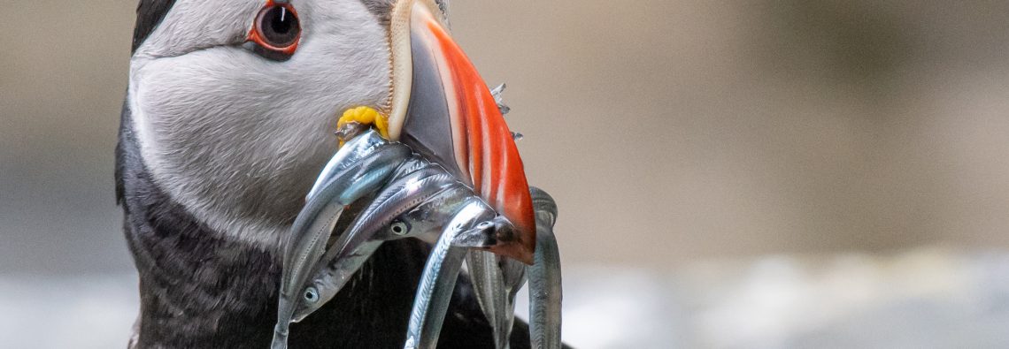 Puffin with Fish - The Hall of Einar - photograph (c) David Bailey (not the)