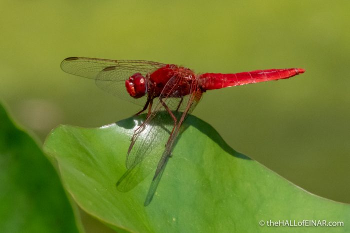 Scarlet Darter - The Hall of Einar - photograph (c) David Bailey (not the)