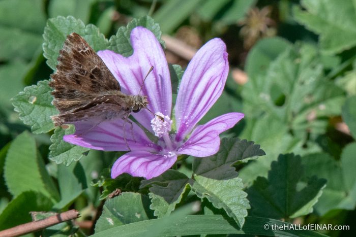 Skipper Butterfly - The Hall of Einar - photograph (c) David Bailey (not the)