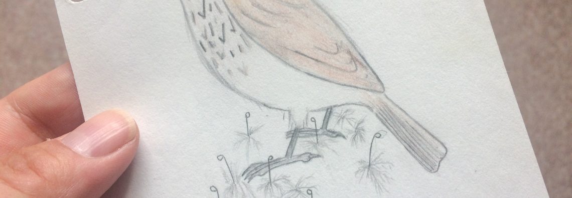 Spotted Flycatcher - The Hall of Einar - drawing (c) David Bailey (not the)