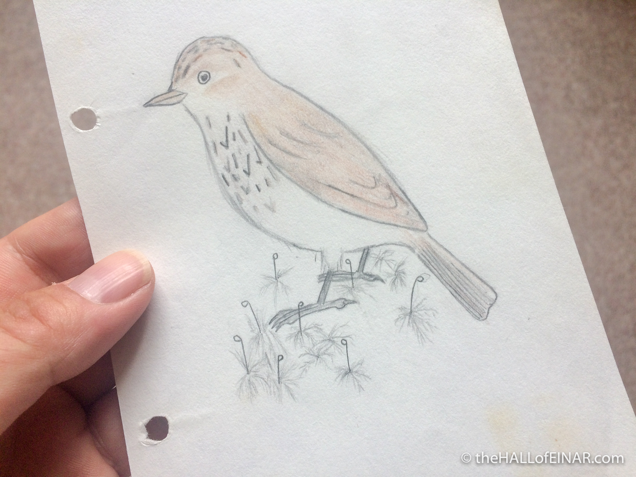 Spotted Flycatcher - The Hall of Einar - drawing (c) David Bailey (not the)