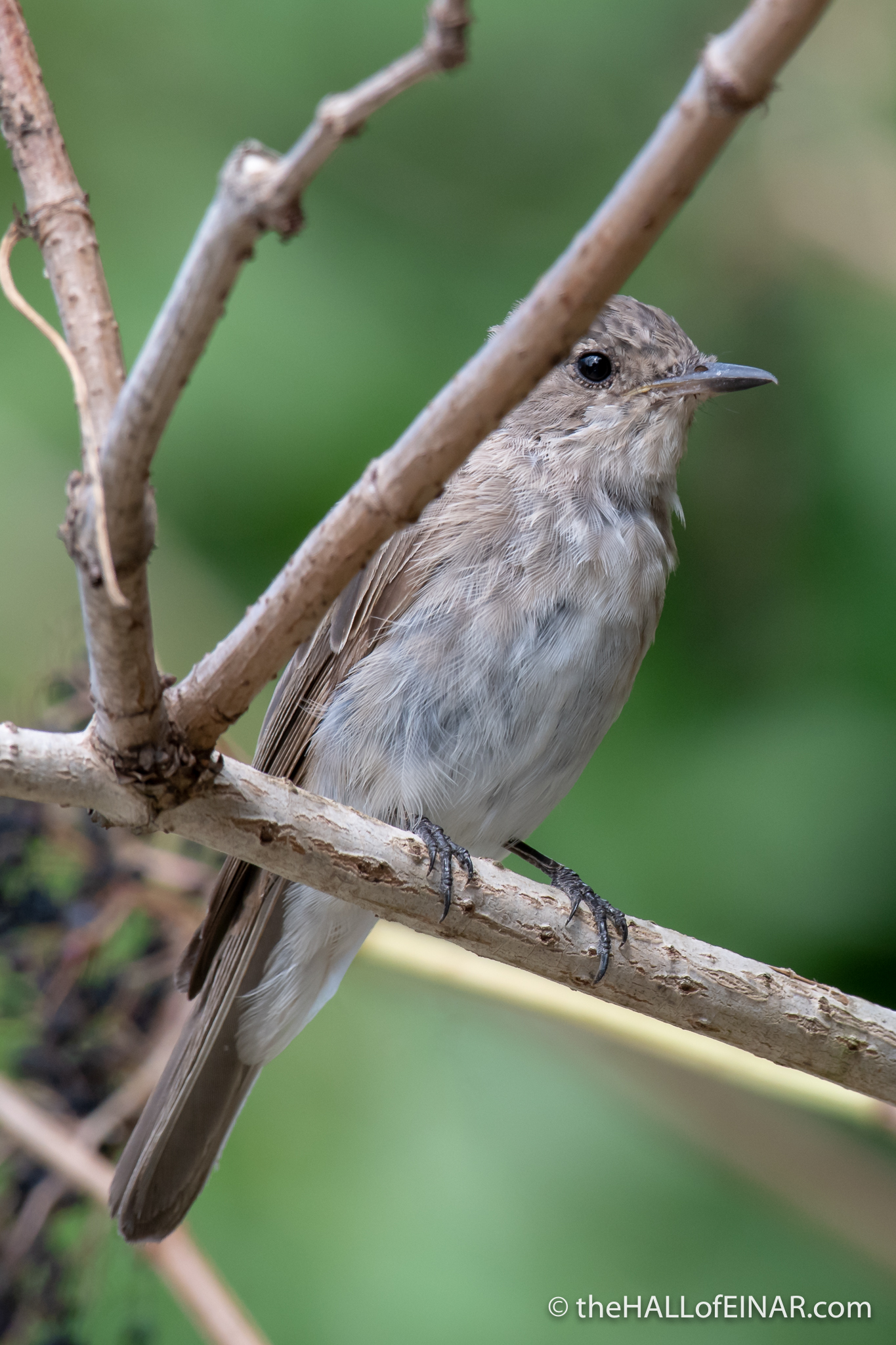 Spotted Flycatcher - The Hall of Einar - photograph (c) David Bailey (not the)