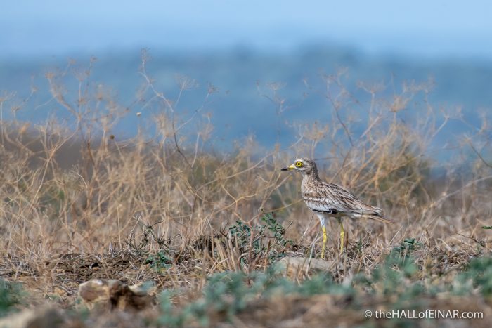 Stone Curlew - The Hall of Einar - photograph (c) David Bailey (not the)