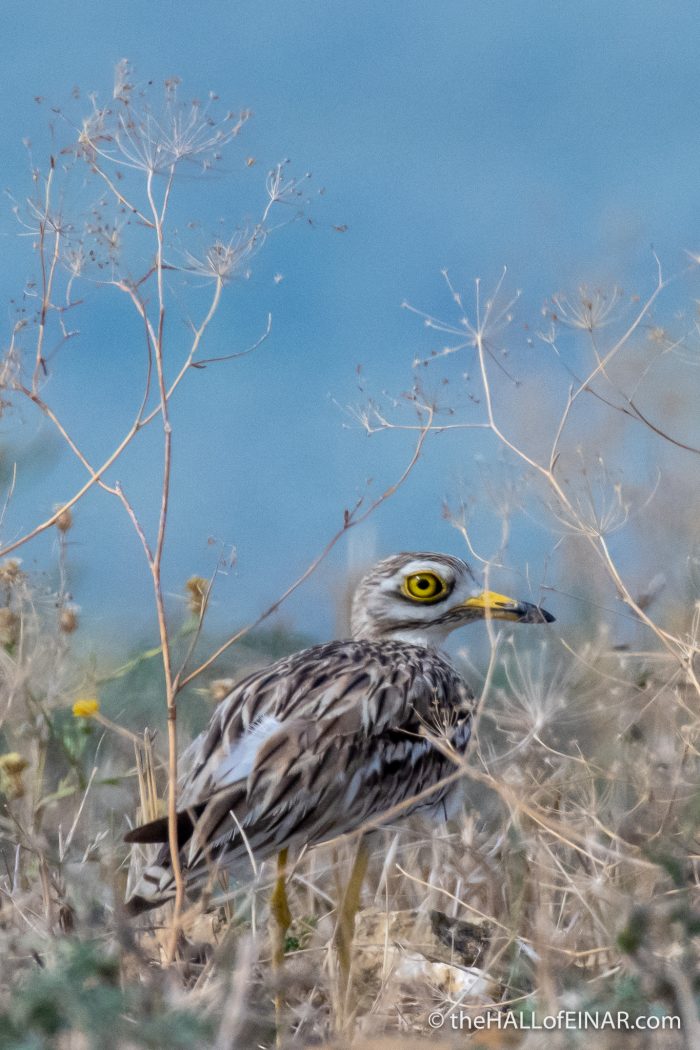 Stone Curlew - The Hall of Einar - photograph (c) David Bailey (not the)