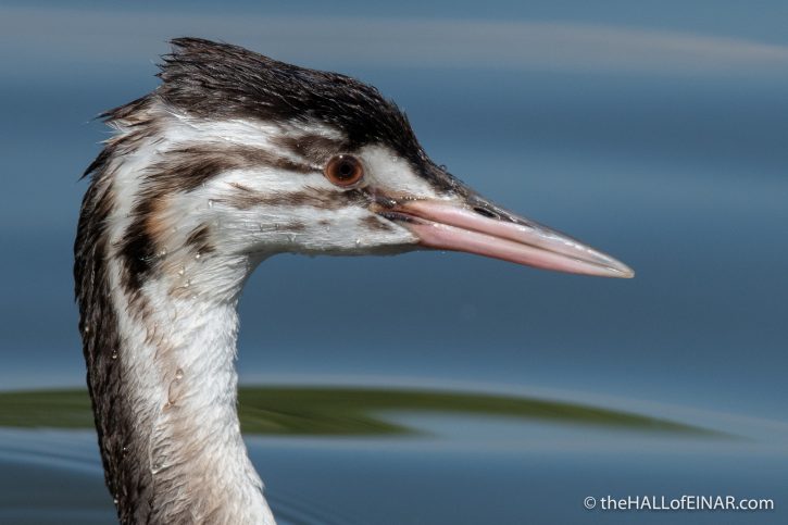 Juvenile Great Crested Grebe - The Hall of Einar - photograph (c) David Bailey (not the)