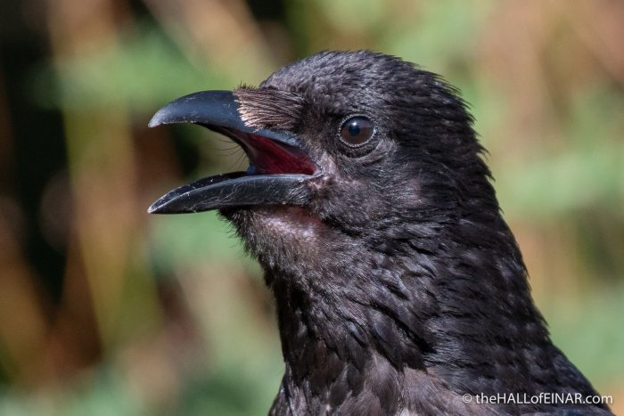 Carrion Crow - The Hall of Einar - photograph (c) David Bailey (not the)
