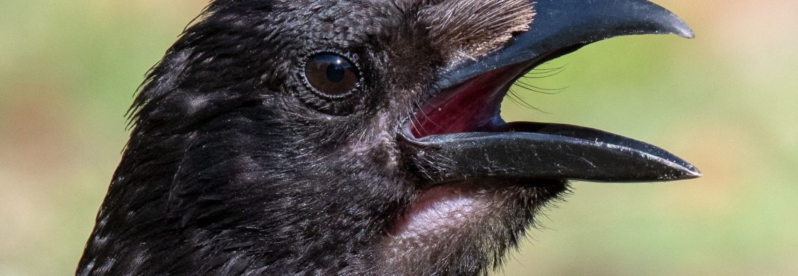 Carrion Crow - The Hall of Einar - photograph (c) David Bailey (not the)
