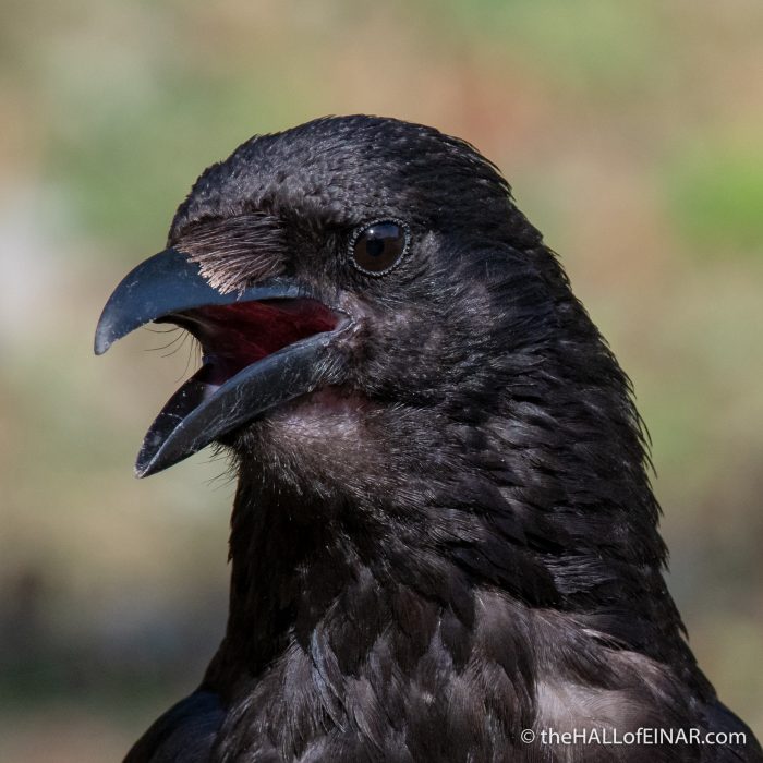 Carrion Crow - The Hall of Einar - photograph (c) David Bailey (not the)
