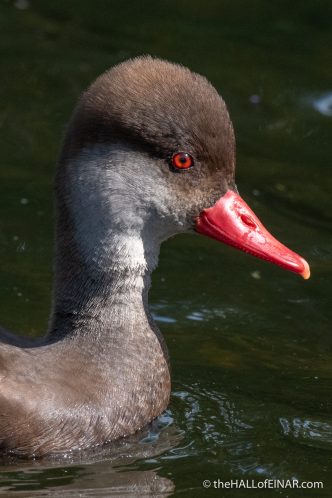 Red-Crested Pochard - The Hall of Einar - photograph (c) David Bailey (not the)