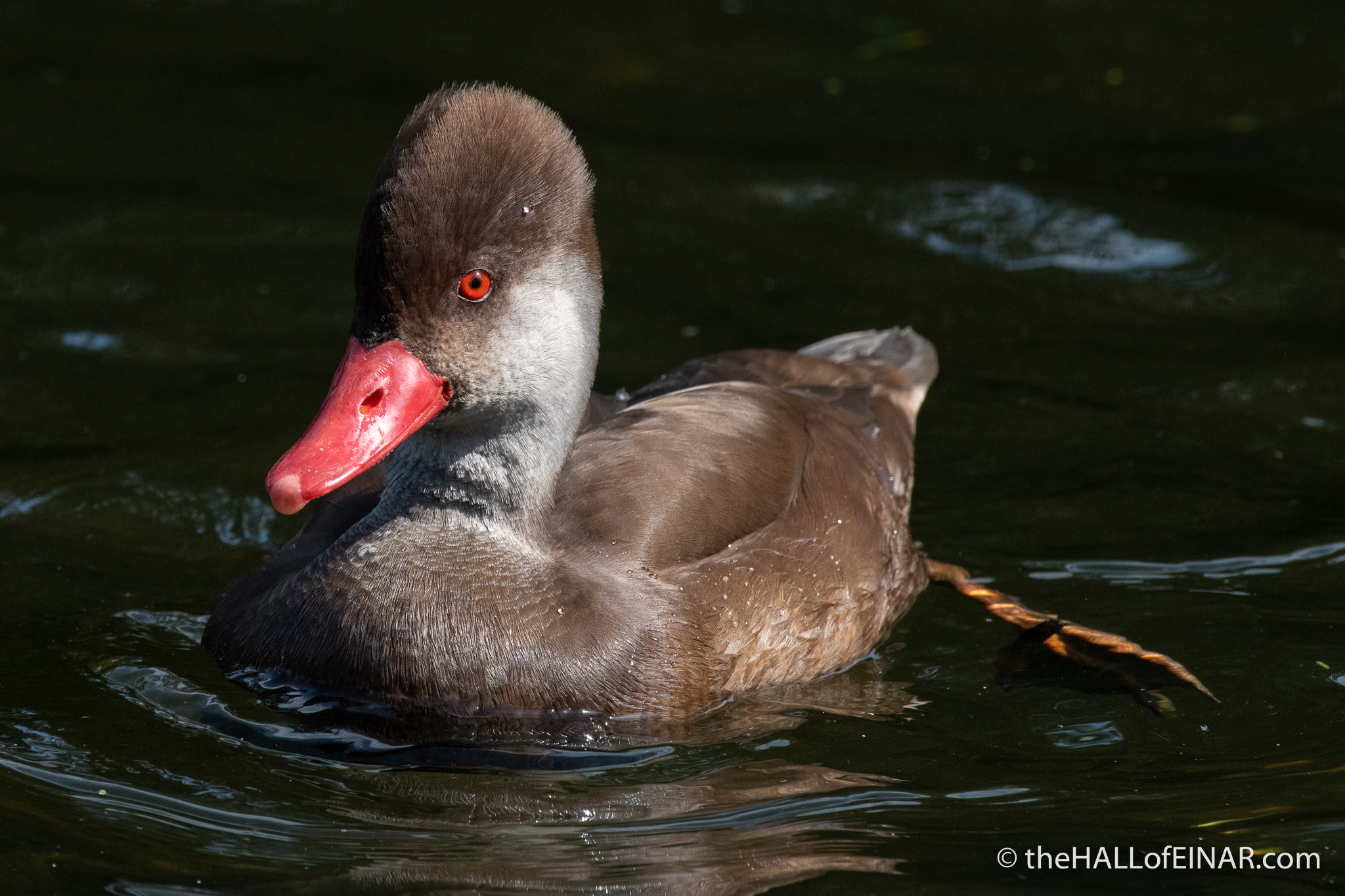Red-Crested Pochard - The Hall of Einar - photograph (c) David Bailey (not the)