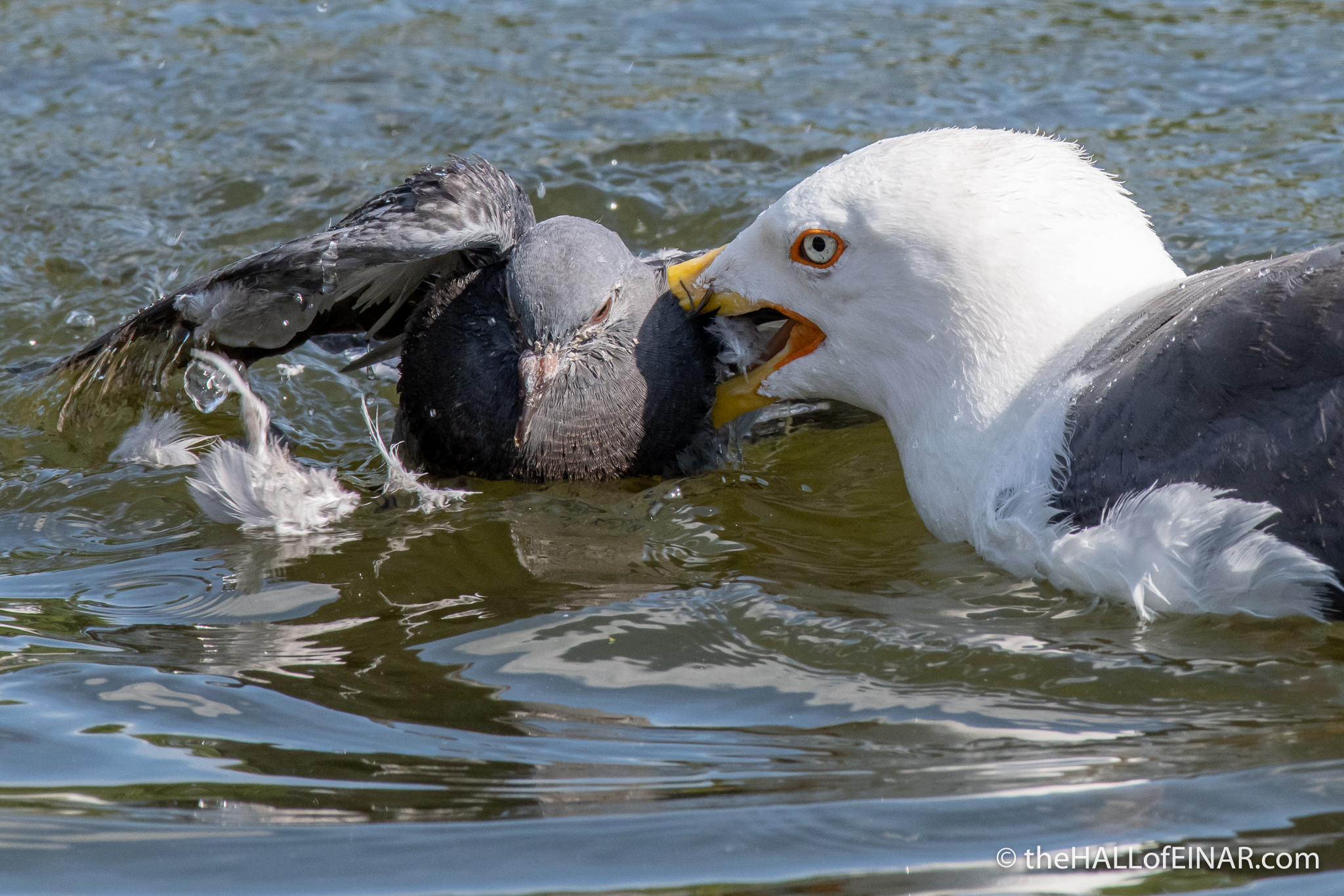 Lesser Black-Backed Gull attack - The Hall of Einar - photograph (c) David Bailey (not the)