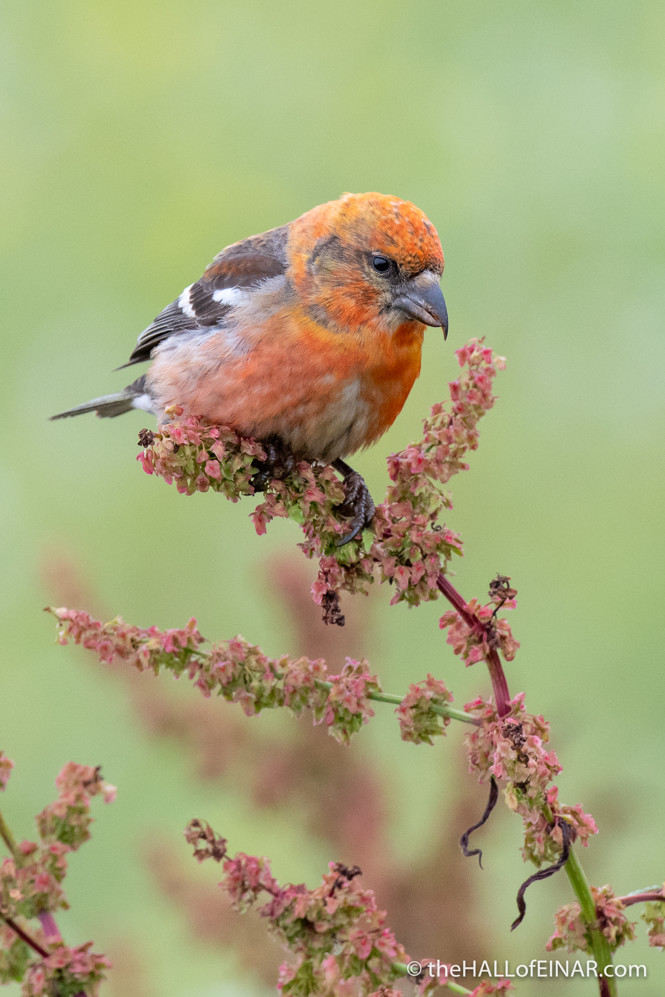 Two-Barred Crossbill - The Hall of Einar - photograph (c) David Bailey (not the)
