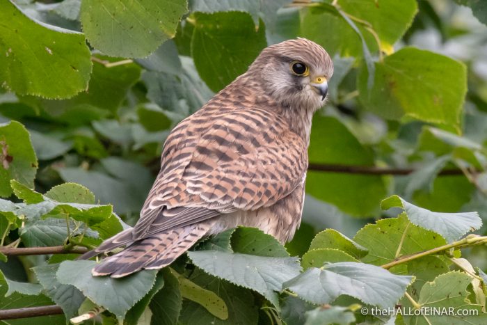 Kestrel - The Hall of Einar - photograph (c) David Bailey (not the)
