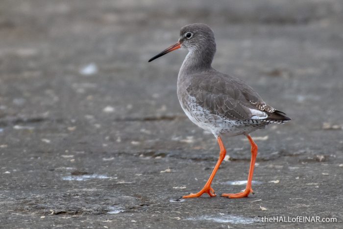 Birds at the Peedie Sea - The Hall of Einar - photograph (c) David Bailey (not the)