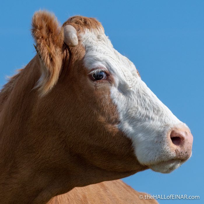 Cattle - The Hall of Einar - photograph (c) David Bailey (not the)