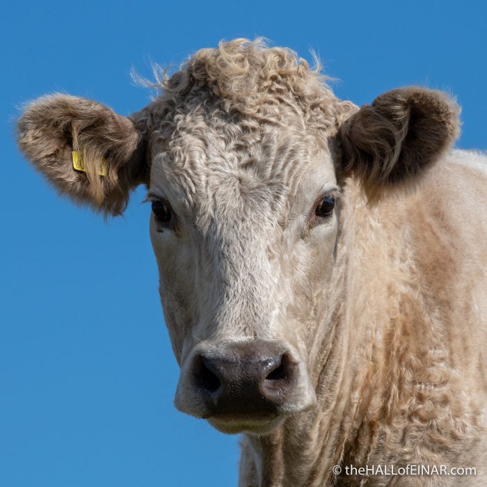 Cattle - The Hall of Einar - photograph (c) David Bailey (not the)