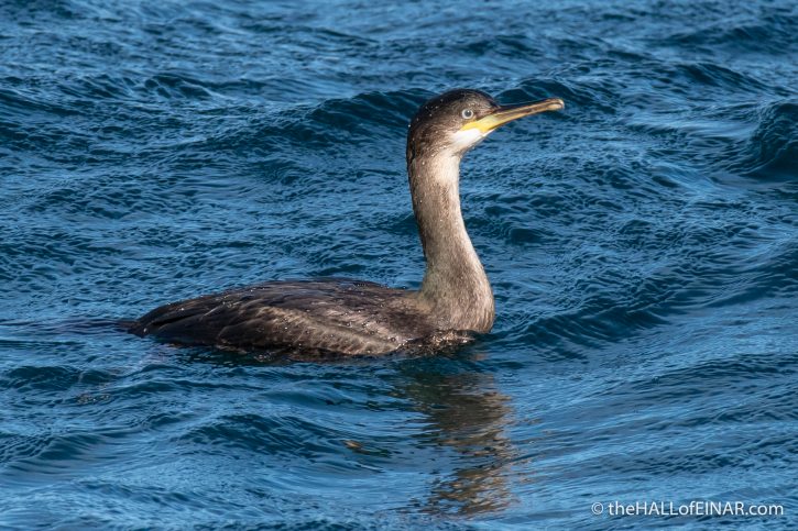 Shag - The Hall of Einar - photograph (c) David Bailey (not the)
