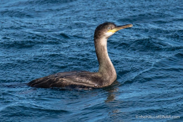 Shag - The Hall of Einar - photograph (c) David Bailey (not the)