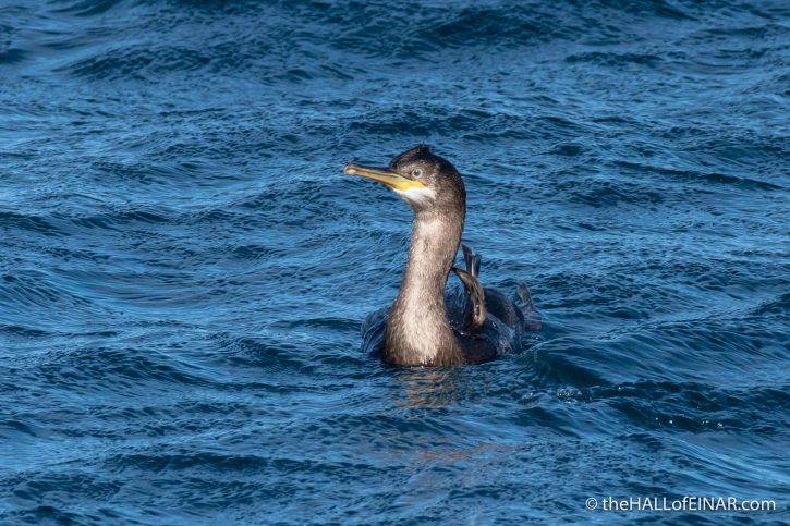 Shag - The Hall of Einar - photograph (c) David Bailey (not the)