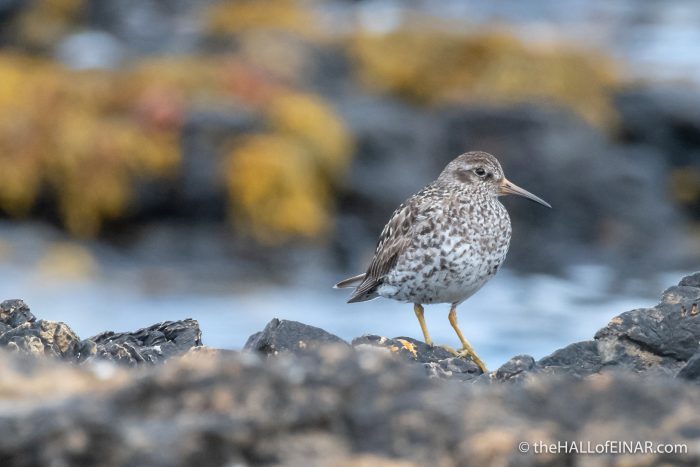 Purple Sandpiper - The Hall of Einar - photograph (c) David Bailey (not the)