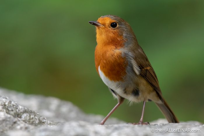 Robin - The Hall of Einar - photograph (c) David Bailey (not the)