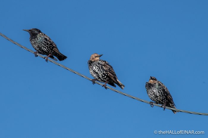 Starlings - The Hall of Einar - photograph (c) David Bailey (not the)