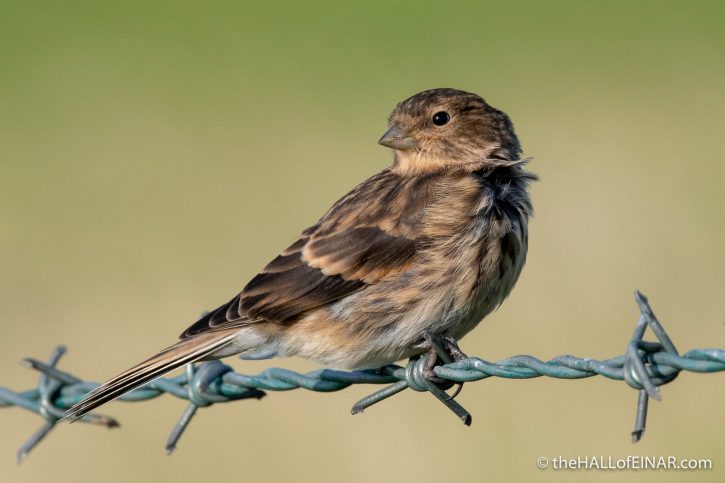 Twite - The Hall of Einar - photograph (c) David Bailey (not the)