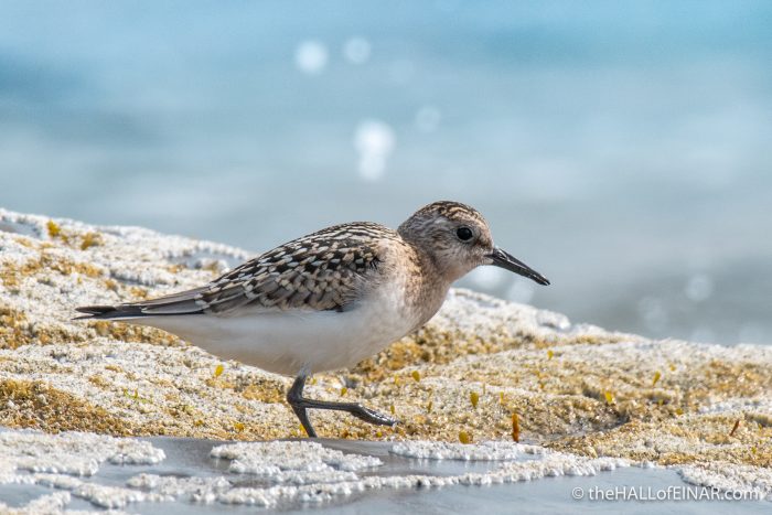 Westray - The Hall of Einar - photograph (c) David Bailey (not the)