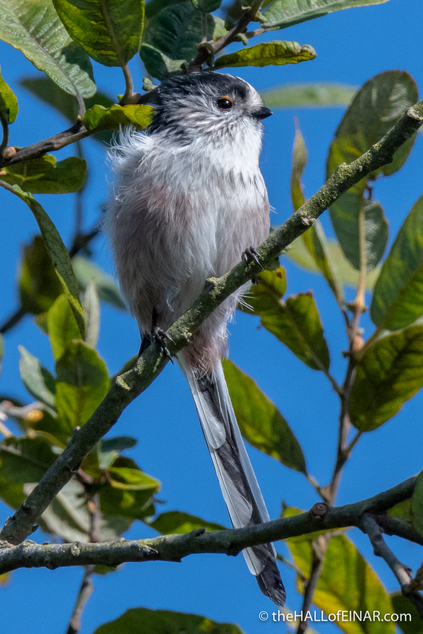 Long-Tailed Bushtits RSPB Ham Wall - The Hall of Einar - photograph (c) David Bailey (not the)