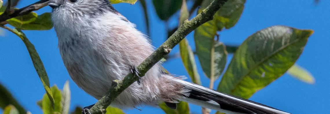Long-Tailed Bushtits RSPB Ham Wall - The Hall of Einar - photograph (c) David Bailey (not the)
