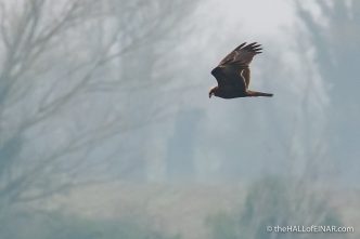 Marsh Harrier in Alviano - The Hall of Einar - photograph (c) David Bailey (not the)