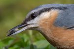 Nuthatch - Alviano - The Hall of Einar - photograph (c) David Bailey (not the)