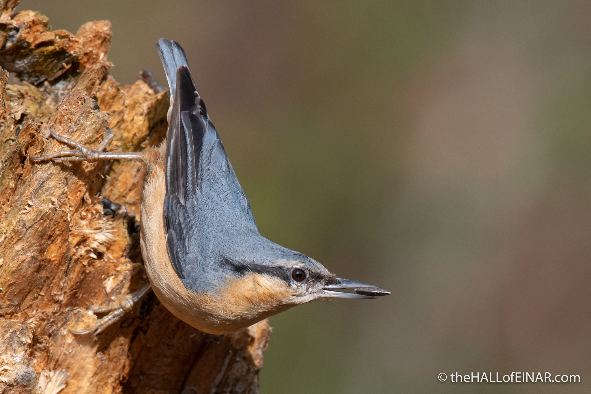 Nuthatch - Alviano - The Hall of Einar - photograph (c) David Bailey (not the)