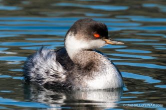 Black Necked Grebe - Orbetello - The Hall of Einar - photograph (c) David Bailey (not the)