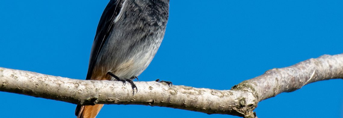 Black Redstart - Caffarella - The Hall of Einar - photograph (c) David Bailey (not the)