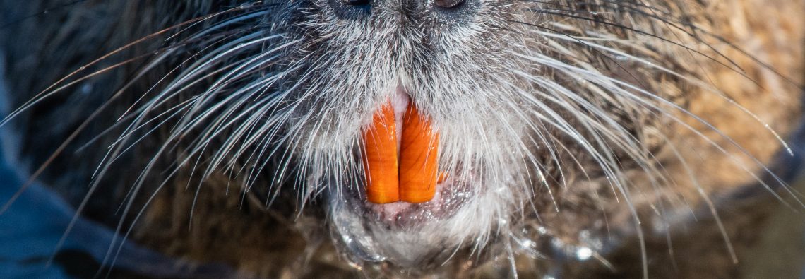 Coypu - Orbetello - The Hall of Einar - photograph (c) David Bailey (not the)