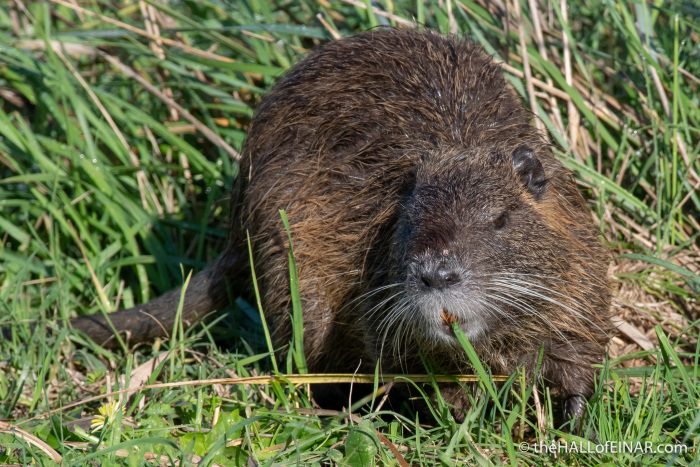Coypu - Orbetello - The Hall of Einar - photograph (c) David Bailey (not the)