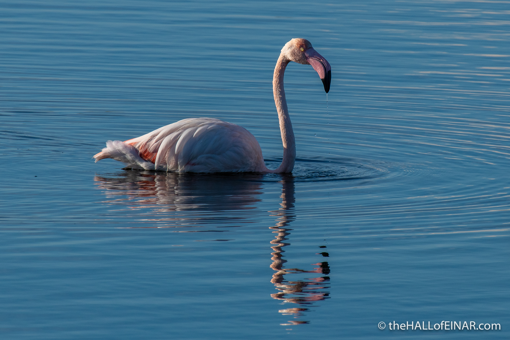 Flamingo - Orbetello - The Hall of Einar - photograph (c) David Bailey (not the)