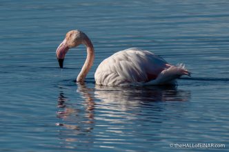 Flamingo - Orbetello - The Hall of Einar - photograph (c) David Bailey (not the)