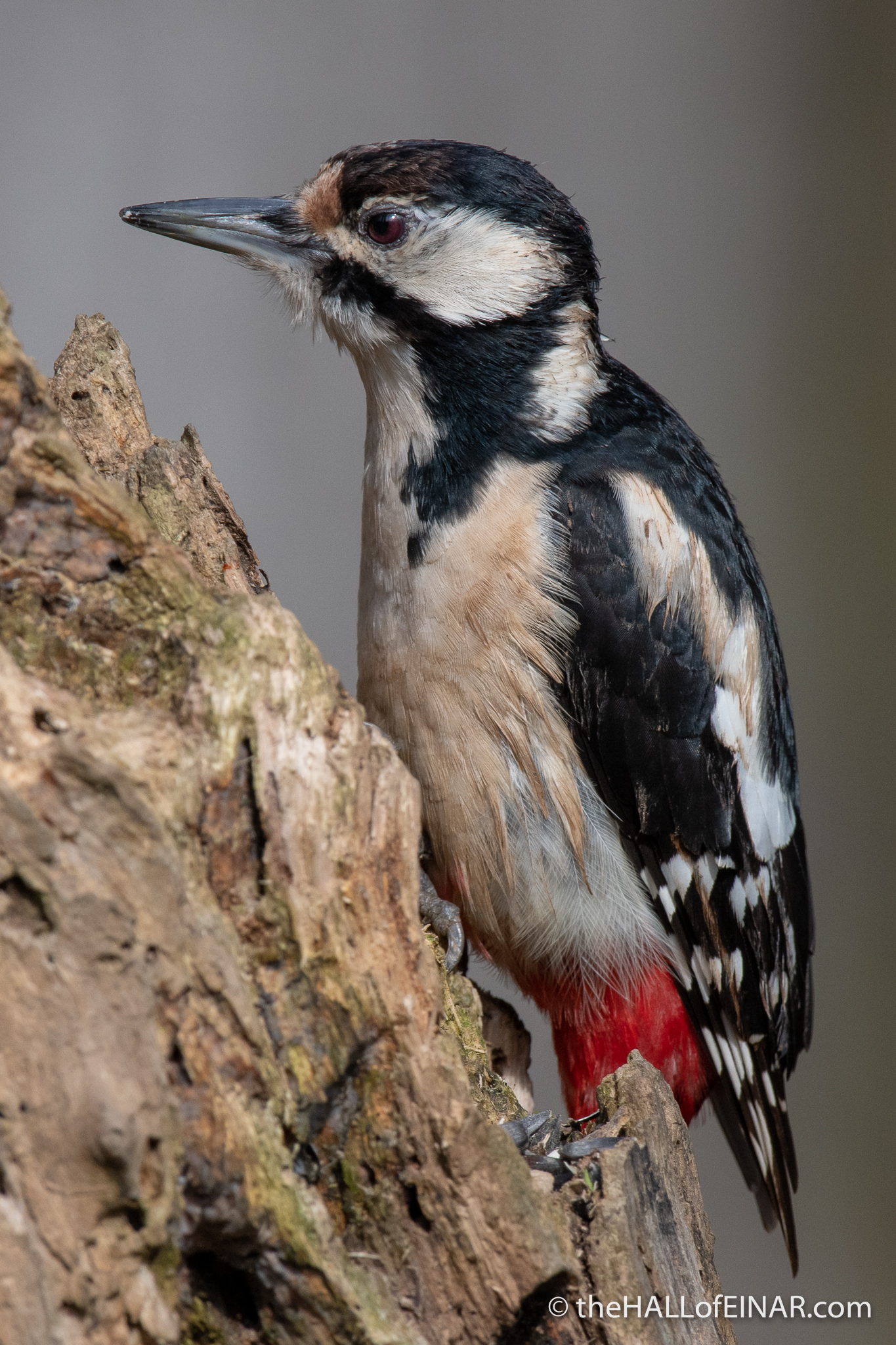 Great Spotted Woodpecker - Alviano - The Hall of Einar - photograph (c) David Bailey (not the)