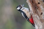 Great Spotted Woodpecker - Alviano - The Hall of Einar - photograph (c) David Bailey (not the)