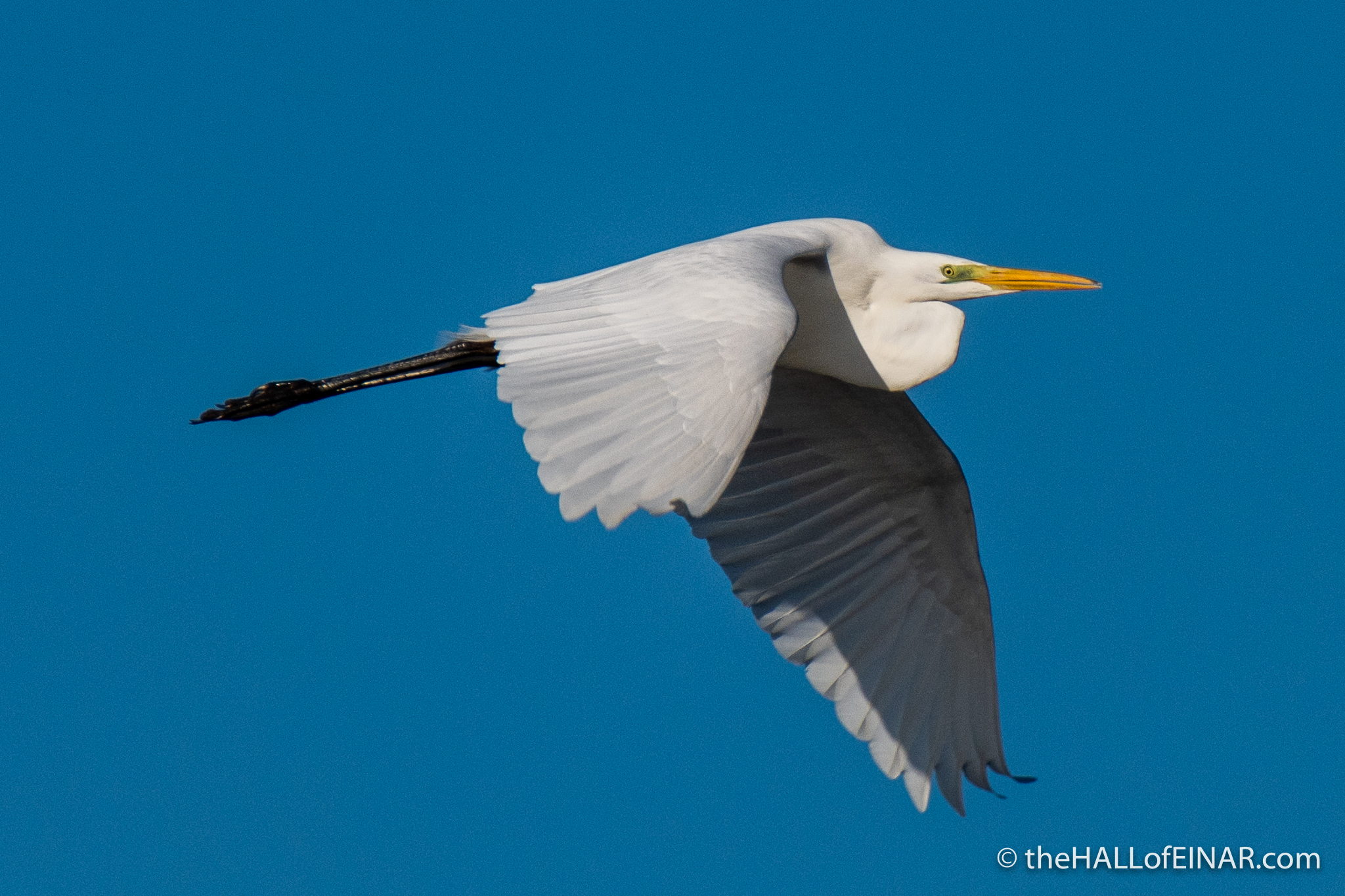 Great White Egret - Orbetello - The Hall of Einar - photograph (c) David Bailey (not the)